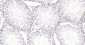 PCNA Recombinant Rabbit mAb, Nuclear Loading Control
